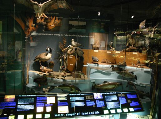 File:Bruce Museum 01 - birds.JPG - Wikimedia Commons
