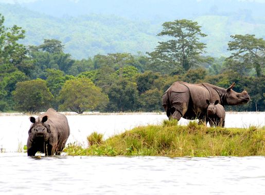File:Rhinos in KNP.jpg - Wikimedia Commons