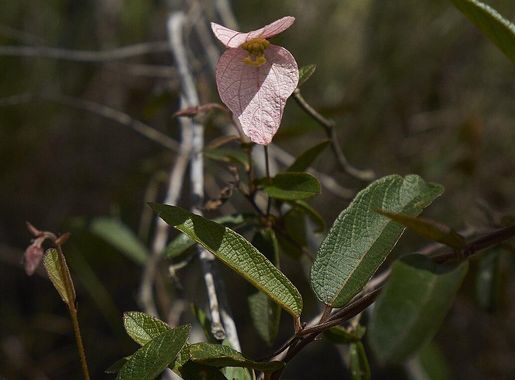 File:Dalechampia schippii Rio On Pools Belize D Barthel.jpg - Wikimedia  Commons