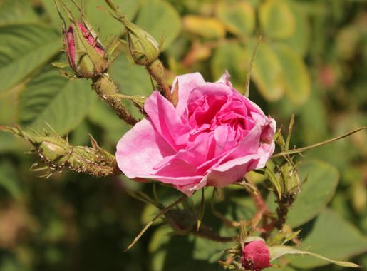 File:Bulgarian Rose.JPG - Wikimedia Commons