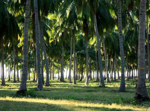 File:Pasikudah - coconut trees.JPG - Wikimedia Commons