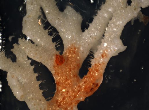 File:Reteporella aff. graeffei (YPM IZ 089255).jpeg - Wikimedia Commons