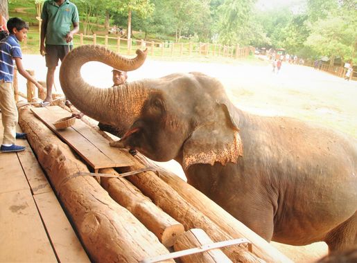 File:Elephant feeding at Pinnawela.jpg - Wikimedia Commons
