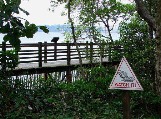 Gambar : buaya, PERINGATAN, peringatan, margasatwa, lahan basah, trotoar,  jejak, Sungai Buloh, singapore, cagar Alam, tumbuh-tumbuhan, pemandangan  alam, pohon, botani, tanda, signage, rumput, rimba, jalan, menanam, hutan  hujan, Taman Negara, pagar, rambu