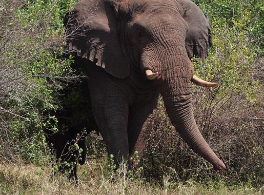 File:Elephant in Akagera National Park.jpg - Wikimedia Commons