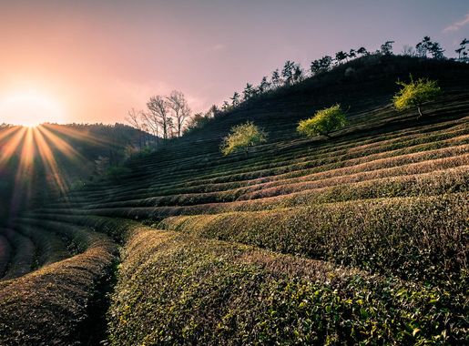 File:Boseong Green Tea Field South Korea Travel Photography  (253061695).jpeg - Wikimedia Commons