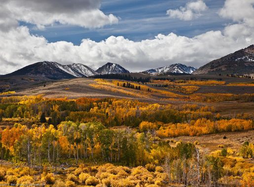 File:Aspen Tree Fall Yellow Color off Conway Summit.jpg - Wikimedia Commons