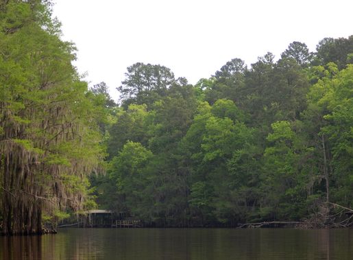 File:Big Cypress Bayou, Caddo Lake State Park, Harrison County, Texas, USA  (April 2017).jpg - Wikimedia Commons