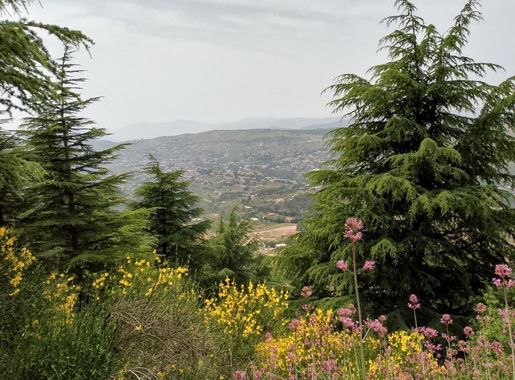 ملف:ارز لبنان.jpg - ويكيبيديا