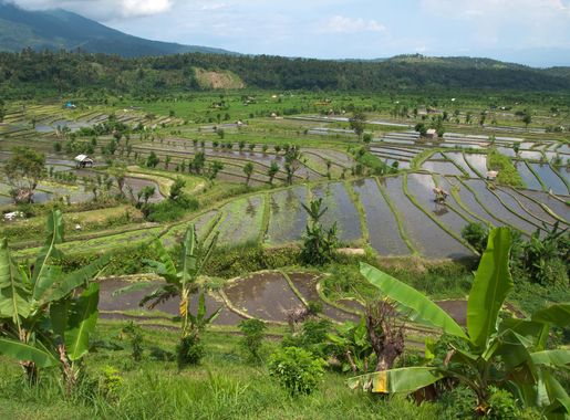 Fail:Rice terraces, Rice fields, Landscape, Tirta Gangga, Bali.jpg -  Wikipedia Bahasa Melayu, ensiklopedia bebas