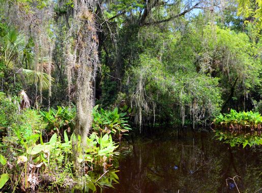 File:Big Cypress Bend Boardwalk 3.jpg - Wikimedia Commons