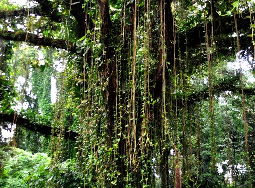 File:Botanic garden limbe.jpg - Wikimedia Commons