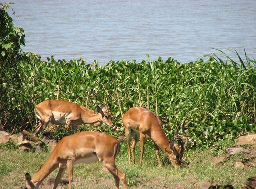 File:Impala Park.JPG - Wikimedia Commons