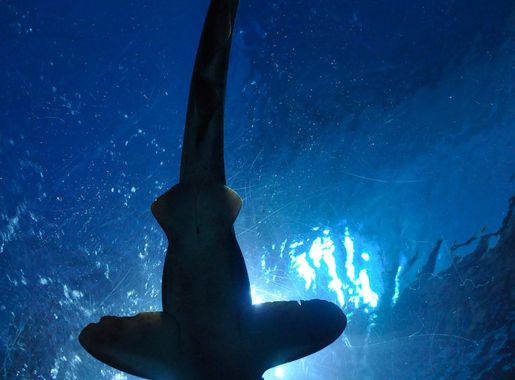 Free Images : underwater, blue, fish, thailand, freediving, aquarium,  bangkok, marine biology, hammerhead shark 1275x1920 - - 1022922 - Free  stock photos - PxHere