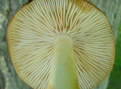 File:Hymenopellis rubrobrunnescens (Redhead, Ginns & Shoemaker) 755933.jpg  - Wikimedia Commons