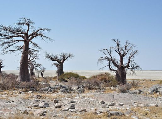 File:Baobabs on Kubu island, Botswana.jpg - Wikimedia Commons