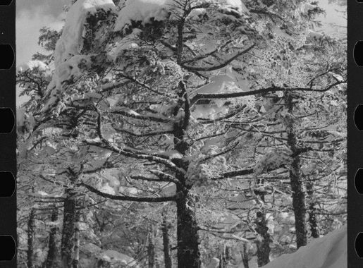 Snow-covered trees top Cannon Mountain. | Free Photo - rawpixel