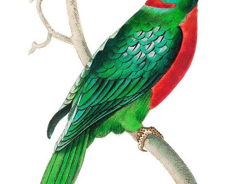 Pappagallo variegato di cenerino e | Free Photo Illustration - rawpixel