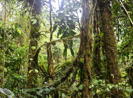 File:Obo National Park 2.jpg - Wikimedia Commons