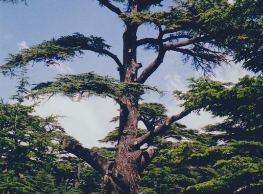 File:The Cedars of God, Lebanon 2002.jpeg - Wikimedia Commons