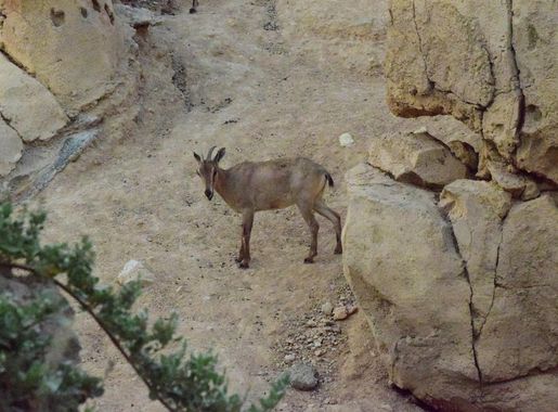 File:Animals at Al Ain Zoo Abu Dhabi, U.A.E.jpg - Wikimedia Commons