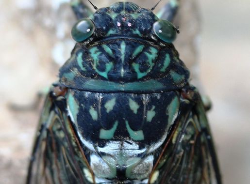 List of Natural Monuments of Japan (Hokkaidō) - Wikipedia