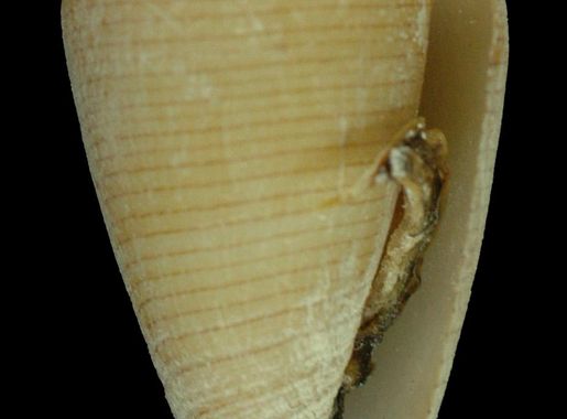 File:Conus quercinus (MNHN-IM-2013-47720).jpeg - Wikimedia Commons