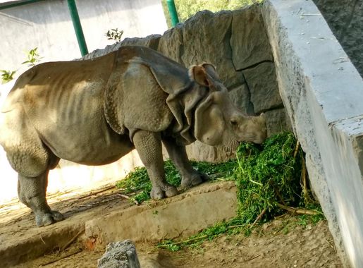 File:Rhinoceros eating lunch at Kanpur Zoo (2015).jpg - Wikimedia Commons