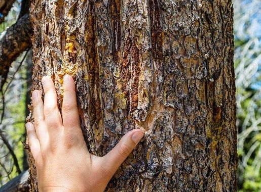 Columbian monkshood. Original public domain | Free Photo - rawpixel