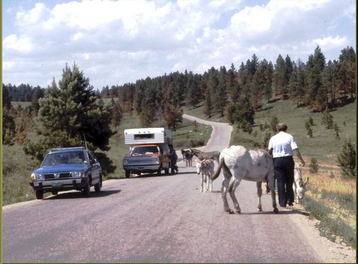 File:Wild Burros, Custer State Park 1981 (8229706123).jpg - Wikimedia  Commons