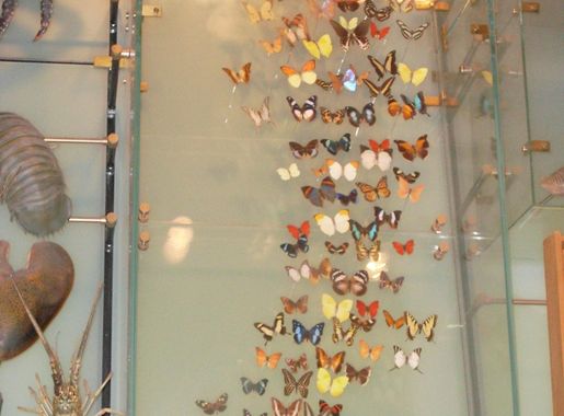 File:American Museum of Natural History biodiversity butterflies.jpg -  Wikimedia Commons