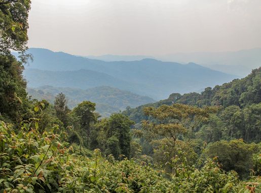 Dosiye:Nyungwe National Park, Rwanda.jpg - Wikipedia