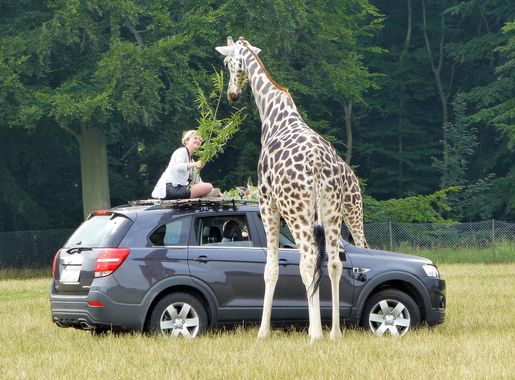 File:Knuthenborg Safaripark Giraf bil fodring.jpg - Wikimedia Commons