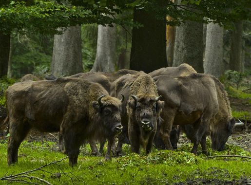 File:Wisente im Tier-Freigelände Nationalparkzentrums Lusen im Nationalpark  Bayerischer Wald.jpg - Wikimedia Commons