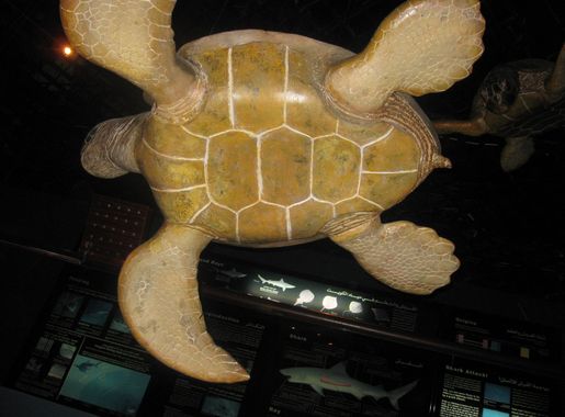 File:Sea turtle stuffed from kuwait scientific centre (8).JPG - Wikimedia  Commons