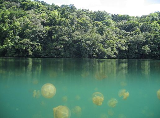 File:Jellyfish Lake Palau.jpg - Wikipedia