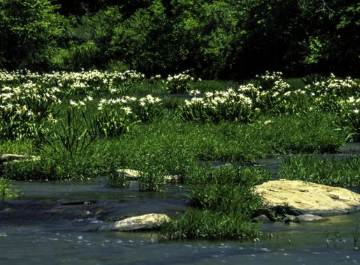Lilies in the Cahaba River, Alabama image - Free stock photo - Public  Domain photo - CC0 Images