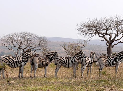 Free Images : structure, prairie, adventure, wildlife, herd, national park,  fauna, savanna, zebra, wild animal, safari, south africa, zebras, hluhluwe,  horse like mammal 4608x2592 - - 697303 - Free stock photos - PxHere