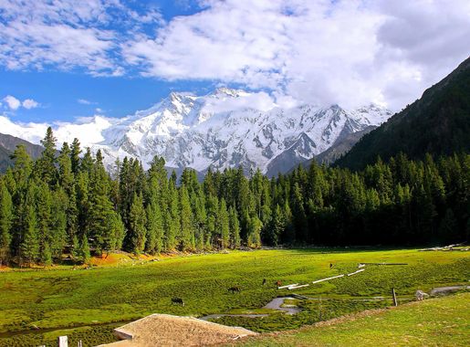 File:Fairy Meadows, Pakistan.jpg - Wikimedia Commons