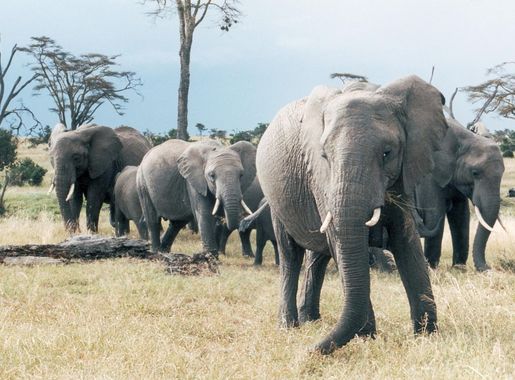 File:African Elephants in Sweetwater National Parks Kenya.jpg - Wikimedia  Commons