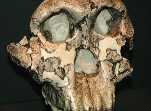 File:Paranthropus boisei fossil hominid (Koobi Fora Formation, Lower  Pleistocene, 1.75 Ma; Olduvai Gorge, western Arusha Region, northern  Tanzania, eastern Africa) 3 (15440774116).jpg - Wikimedia Commons