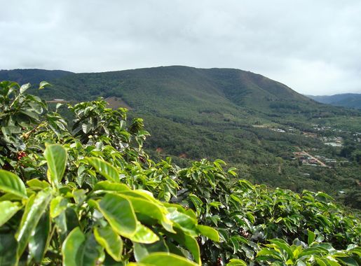 File:Coffee-farm-san-marcos-tarrazu-costa-rica.jpg - Wikimedia Commons