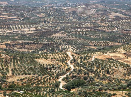 Free Images : tree, outdoor, horizon, mountain, light, cloud, growth,  plant, sky, sun, field, farm, countryside, sunlight, hill, valley, land,  country, summer, travel, dry, environment, idyllic, europe, rural, green,  mediterranean, farming, harvest,