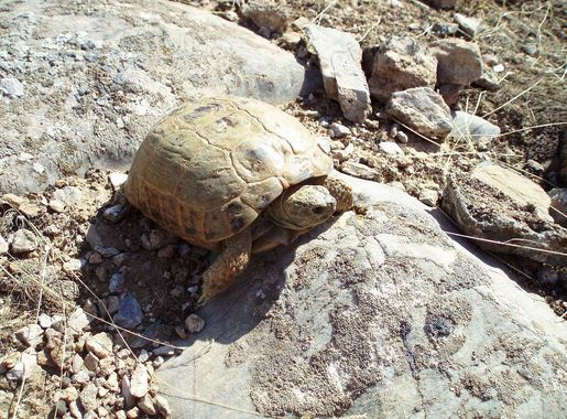 File:Turtle Aydarkul.jpg - Wikimedia Commons