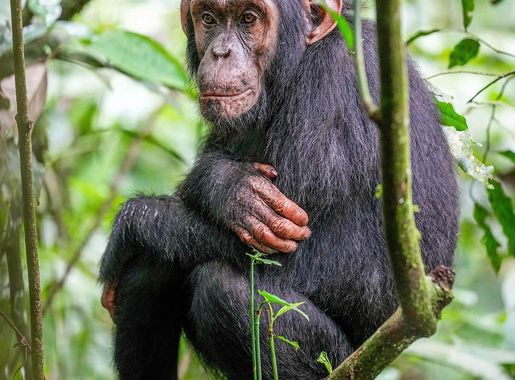 File:015 Chimpanzee at Kibale forest National Park Photo by Giles  Laurent.jpg - Wikipedia