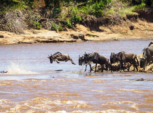 File:Wildebeest Jumping Into the Mara River.jpg - Wikimedia Commons