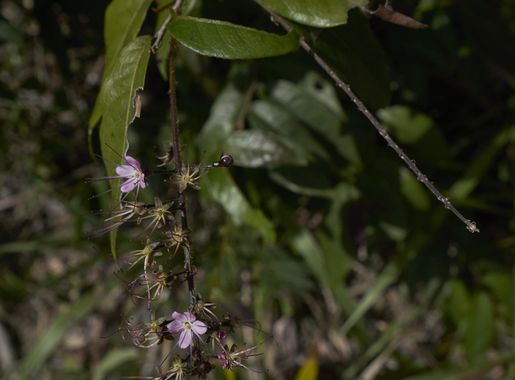 File:Hirtella racemosa Mountain Pine Ridge Belize.jpg - Wikimedia Commons