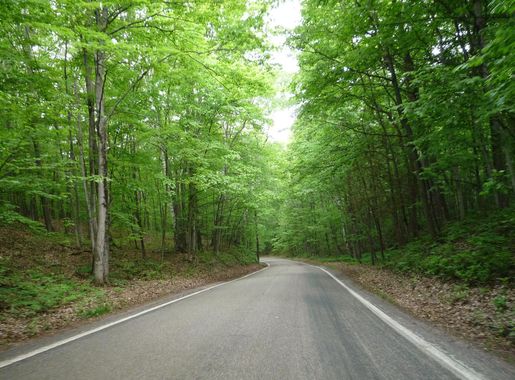 File:2009-0619-UP022-TunnelofTrees.jpg - Wikimedia Commons