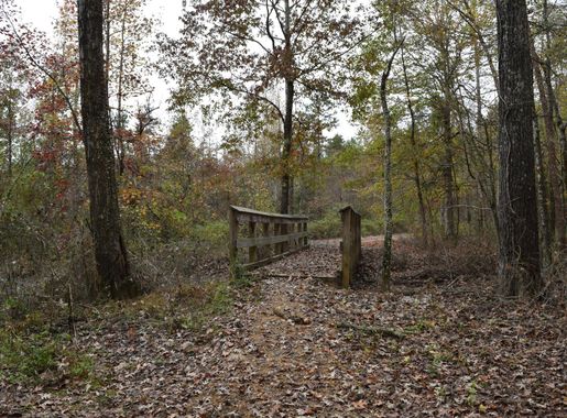 File:Holly Springs NF trail 1.JPG - Wikimedia Commons