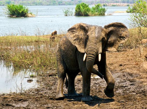 File:Elephant at Majete wildlife reserve.jpg - Wikipedia